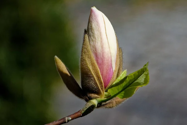 Flor Flores Magnólia Pétalas Flora Primavera — Fotografia de Stock