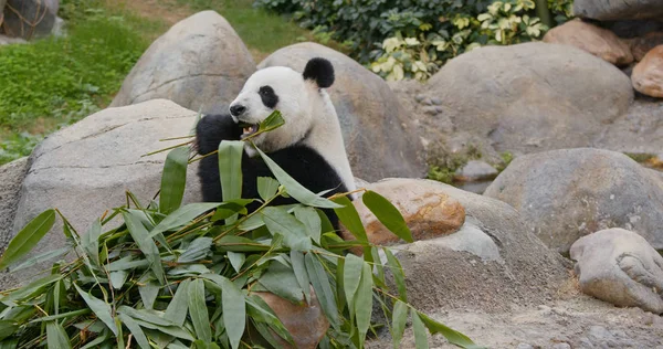 かわいいパンダは緑竹を食べる — ストック写真