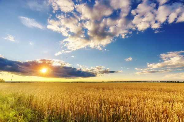 コムギ畑 穀物栽培 田舎の農業風景 — ストック写真