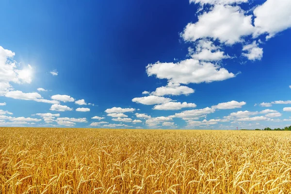 晴れた日の青空に黄金の麦畑と田園風景 — ストック写真