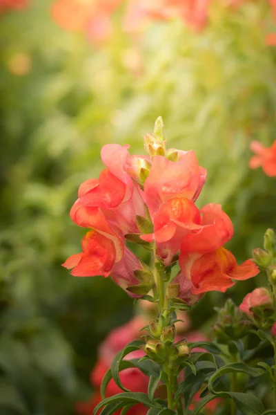 Image Fond Des Fleurs Colorées Fond Nature — Photo