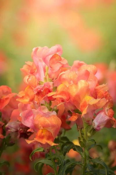 Image Fond Des Fleurs Colorées Fond Nature — Photo