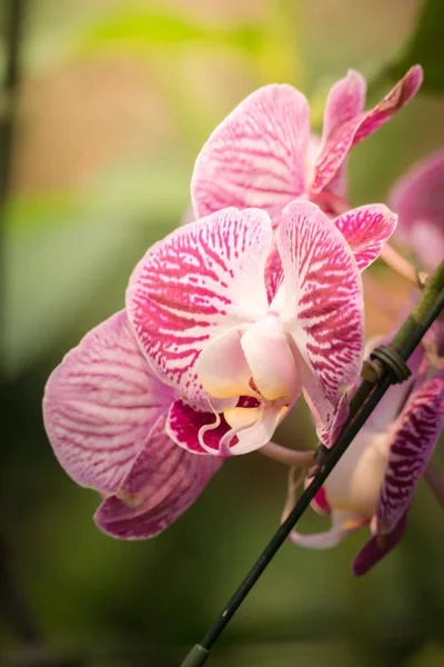 Achtergrond Afbeelding Van Kleurrijke Bloemen Achtergrond Natuur — Stockfoto