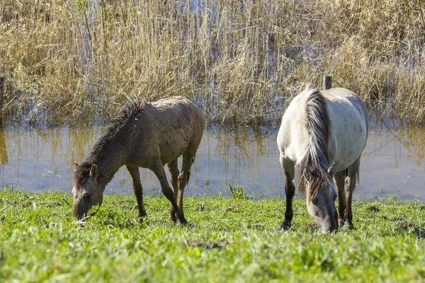 Konik Der Rheinaue Niederlande — Stockfoto