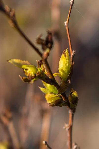 Nieuwe Scheuten Nieuw Leven Tuin — Stockfoto