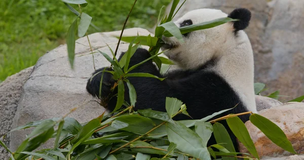 Fekete Fehér Panda Medve — Stock Fotó