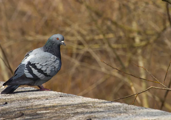 Taube Rande Der Mauer Entlang Des Flusses — Stockfoto