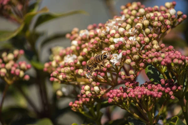 Polinización Gran Trabajo Las Abejas Visitan Las Flores Recogen Néctar — Foto de Stock