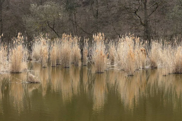 Schilf See Und Feuchtgebiet — Stockfoto