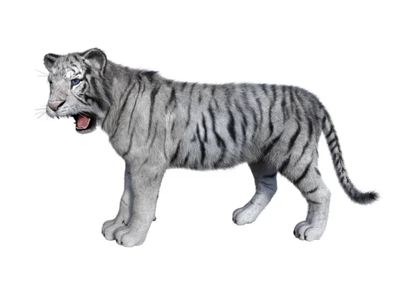 Representación Tigre Blanco Aislado Sobre Fondo Blanco —  Fotos de Stock