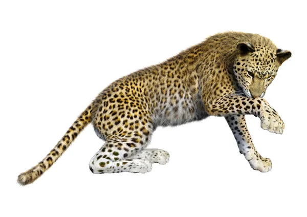 Renderização Grande Leopardo Gato Isolado Fundo Branco — Fotografia de Stock