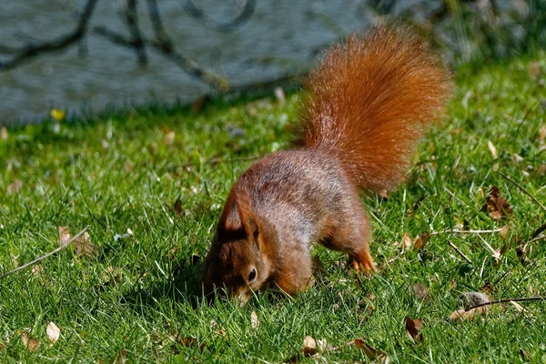 Eekhoorndier Pluizig Knaagdier — Stockfoto