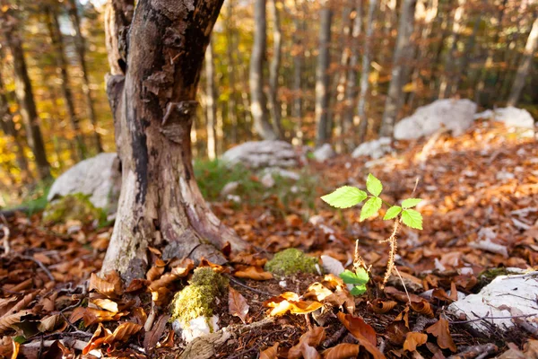 野生植物叶特写 秋天背景 大自然的美 秋天兰斯达景斯 — 图库照片