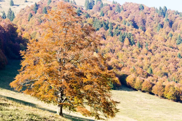 Bomen Herfst Seizoen Achtergrond Schoonheid Natuur Herfst Lansdscape — Stockfoto