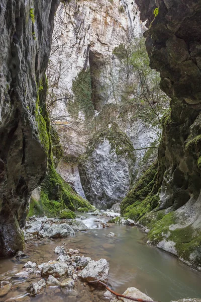Stream Ponicova Ciucaru Mare Mountains Romania — 스톡 사진