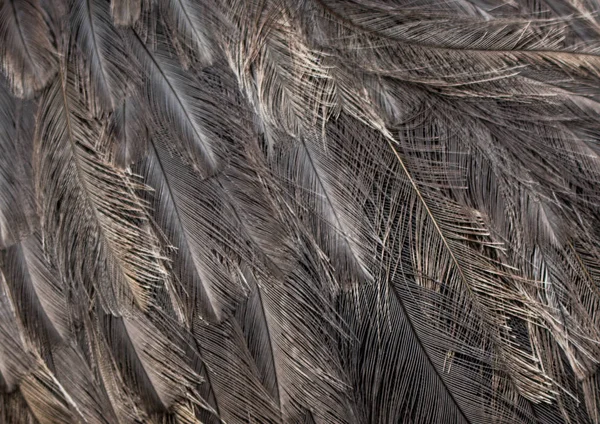 ダチョウの羽の構造の質感 — ストック写真