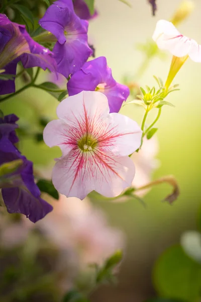 Image Fond Des Fleurs Colorées Fond Nature — Photo