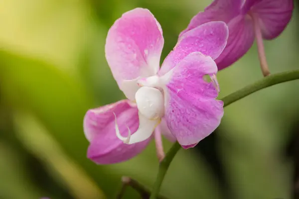 Background Image Colorful Flowers Background Nature — Stock Photo, Image