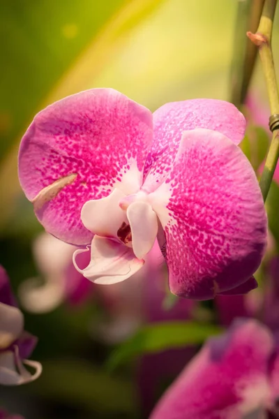 Imagem Fundo Das Flores Coloridas Natureza Fundo — Fotografia de Stock