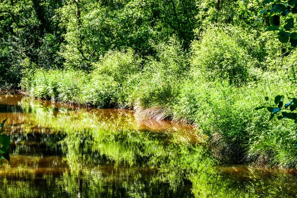 Lago Com Árvores Arbustos Reflexões — Fotografia de Stock
