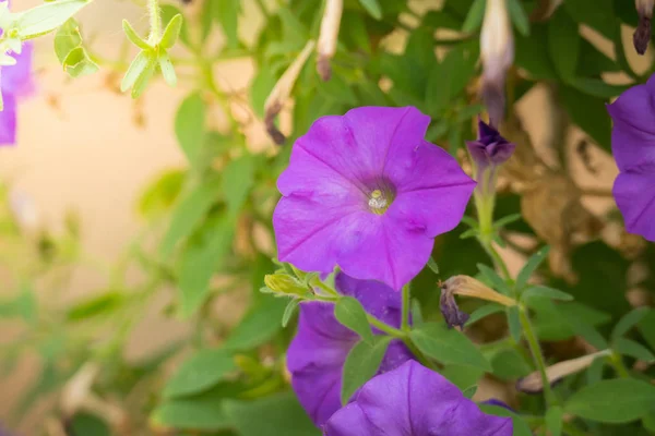 Background Image Colorful Flowers Background Nature — Stock Photo, Image