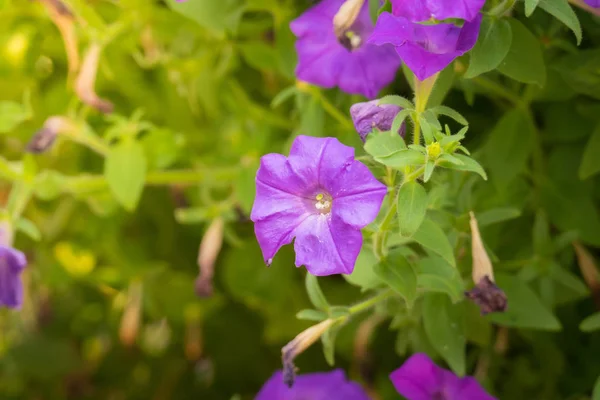 Background Image Colorful Flowers Background Nature — Stock Photo, Image