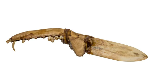 Stary Nóż Północnoamerykańskich Indian Kości Ścięgien Izolowany Białym — Zdjęcie stockowe