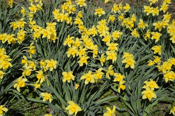 Narcissus Pupeny Jsou Zcela Odhalila Kvetoucí Pupeny Narcisy Záhon — Stock fotografie