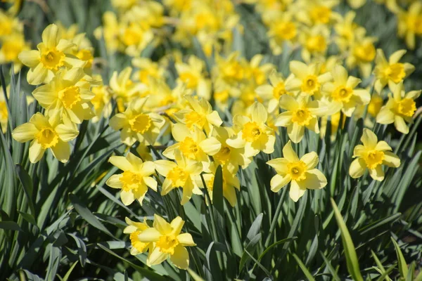 Narcissus Pupeny Jsou Zcela Odhalila Kvetoucí Pupeny Narcisy Záhon — Stock fotografie