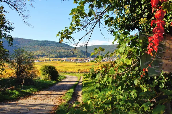 Weyher Der Pfalz Herbst Mit Bunten Weinbergen — Stockfoto