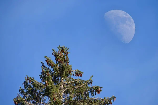 Arbre Avec Cônes Pin Lune Dans Ciel Bleu Pays Viticole — Photo