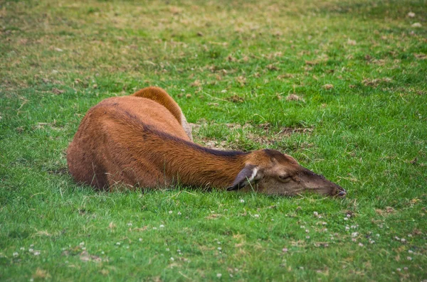 Jong Gedood Door Honger Als Gevolg Van Habitatverlies — Stockfoto