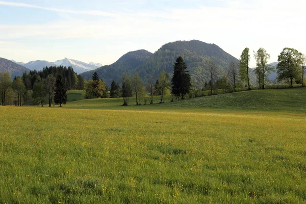 Champ Fleurs Naturelles Dans Paysage Bavarois — Photo