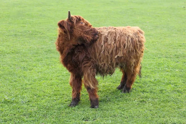 Young Brown Cow Green Field — Stock Photo, Image