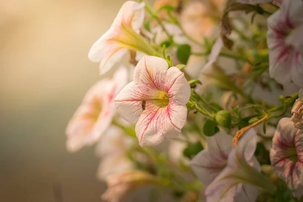 Bakgrundsbilden Färgglada Blommor Bakgrund Natur — Stockfoto