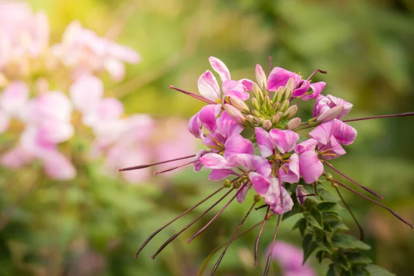 Achtergrond Afbeelding Van Kleurrijke Bloemen Achtergrond Natuur — Stockfoto