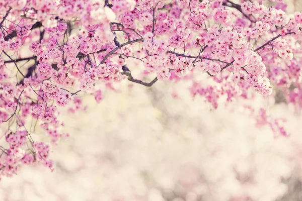 Les Fleurs Des Arbres Printemps Fleurissent — Photo