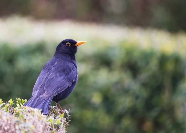 Attentif Amselhahn Turdus Merula — Photo