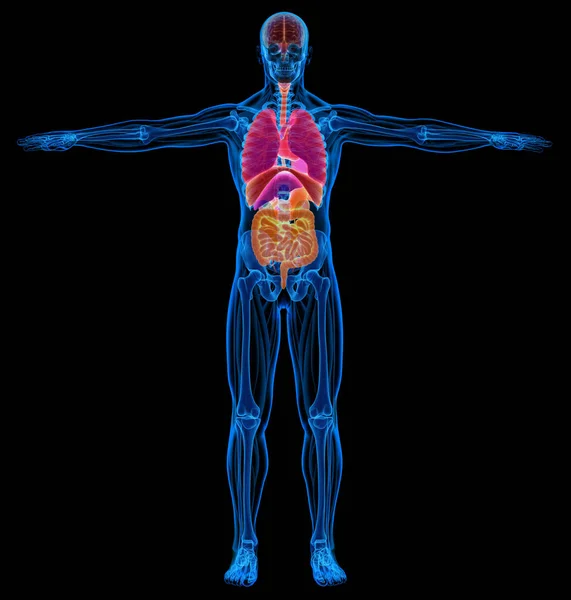 Σκελετικό Άνθρωπος Μυών Και Εσωτερικών Οργάνων Διάγραμμα Ακτινογραφία Μαύρο Φόντο — Φωτογραφία Αρχείου