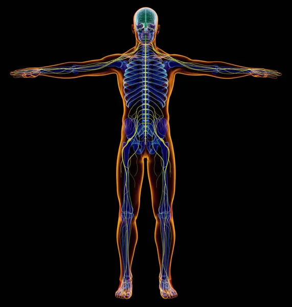 Diagrama Homem Sistema Nervoso Raios Figura Completa Fundo Preto — Fotografia de Stock
