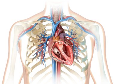 Human heart cross-section with vessels, bronchial tree and cut rib cage. On white background. clipart