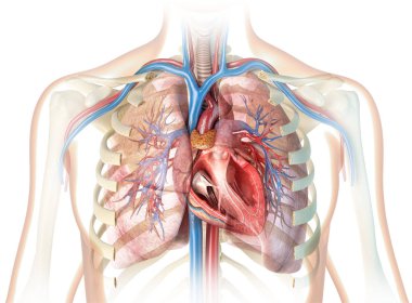 Human heart cross-section with vessels, lungs, bronchial tree and cut rib cage. On white background. clipart