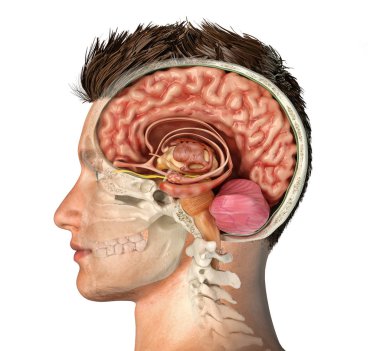 Man head with skull cross section with cut brain. Side view on white background. clipart