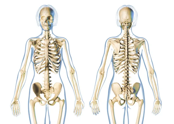 Kvinna Skelettet Främre Och Bakre Visningar Vit Bakgrund — Stockfoto