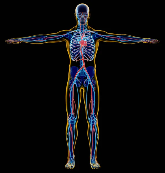 Людина Скелет Серцево Судинна Система Рентгенівський Знімок Повна Фігура Стоїть — стокове фото