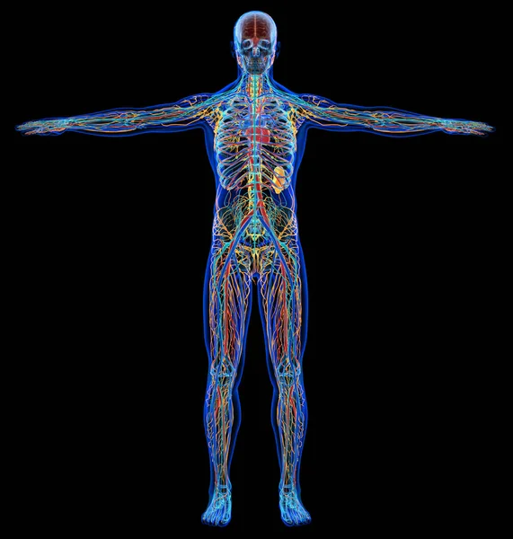 Diagrama Homem Raio Cardiovascular Nervoso Sistema Límbico Esquelético Fundo Preto — Fotografia de Stock