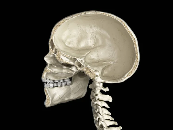 Cráneo Humano Sección Media Sagital Vista Lateral Sobre Fondo Negro — Foto de Stock