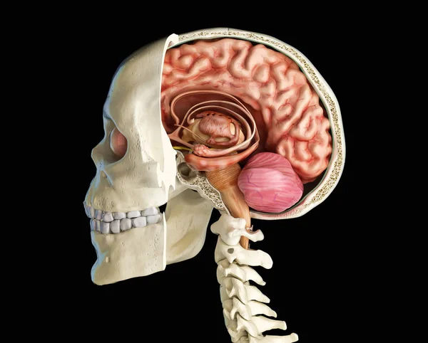 Menselijke Schedel Medio Sagittaal Dwarsdoorsnede Met Hersenen Zijaanzicht Zwarte Achtergrond — Stockfoto