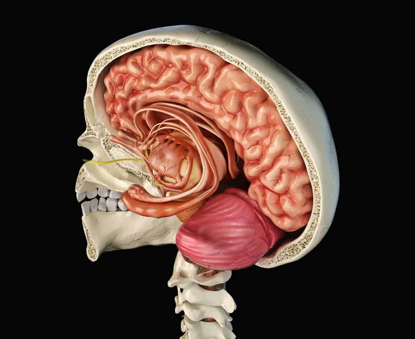 脳の矢状断面半ば人間の頭蓋骨 黒の背景のパース ビュー — ストック写真
