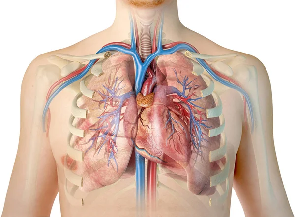 Corazón Humano Con Vasos Pulmones Árbol Bronquial Caja Torácica Cortada — Foto de Stock